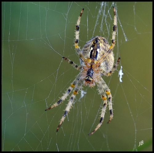 Araneus diadematus